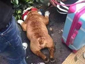 狗热死视频,狗狗热死事件引发关注