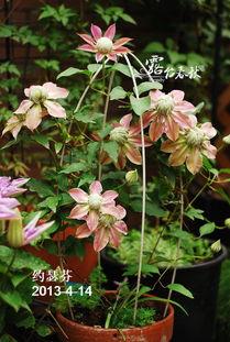 日本植物图片,植物画卷中的生态风情