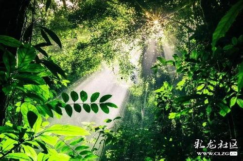 新季节雨林爆料视频大全,独家爆料视频大盘点